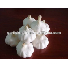 fresh pure white garlic